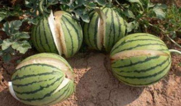 临海爆料吃瓜事件真相,真相大白背后的曲折历程